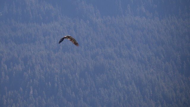 junger Weisskopfseeadler im Anflug