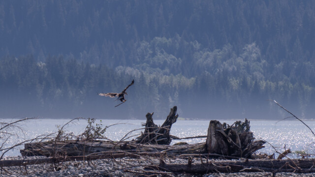 Jungvogel bringt einen Ast an den Strand