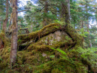 schöne Wurzelformen