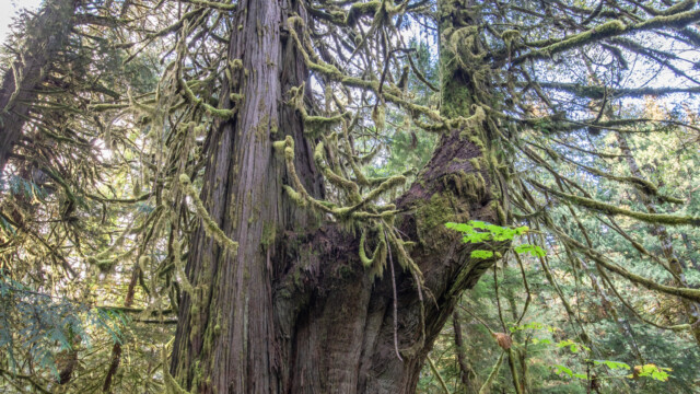 ein oder zwei Bäume?