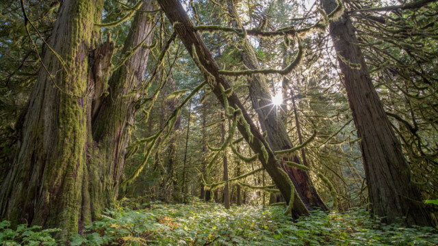 wunderschöne Gegenlichtstimmung