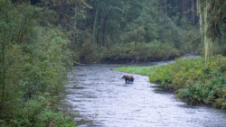 Bär in der Nähe des Zuschauersteges