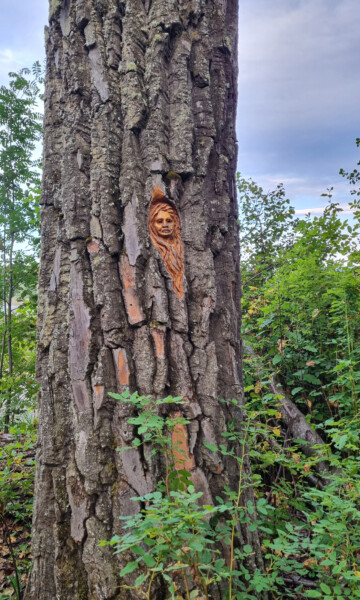 in der Rinde von Schwarzpappeln