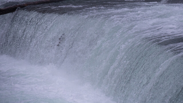 siehst du den Lachs?