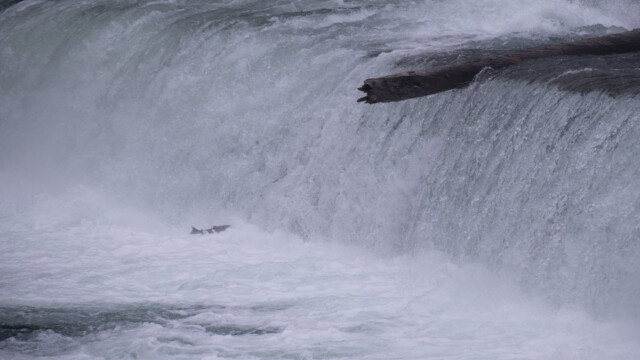 Lachs an der Oberfläche