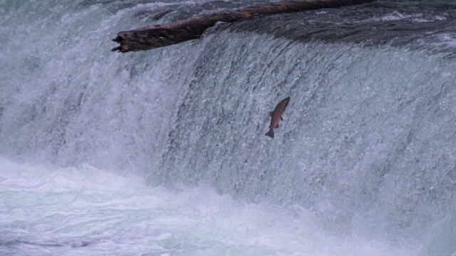 schön rotes Exemplar - schafft er es bis nach oben?