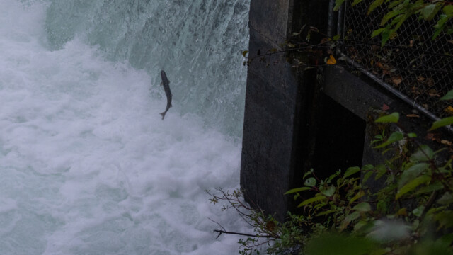 Lachs springt neben dem Eingang zur Fischtreppe hoch