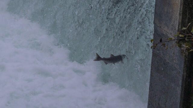 Lachs springt ins Wasser rein