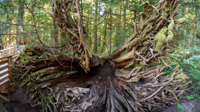 Wurzelwerk eines gefallenen Riesen