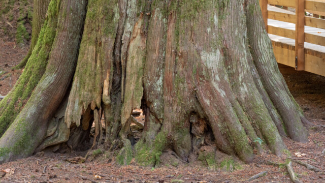 dieser Riese hat schon ziemlich schlechte Wurzeln