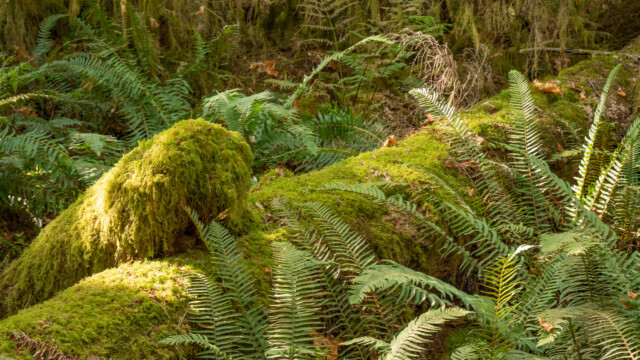 bemooster und gefallener Riese