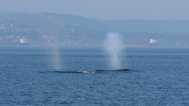 zwei Buckelwale blasen, kurz bevor sie abtauchen