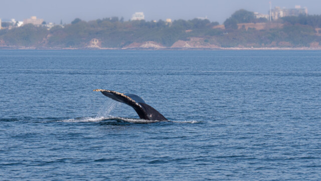 Muscheln an der Fluke