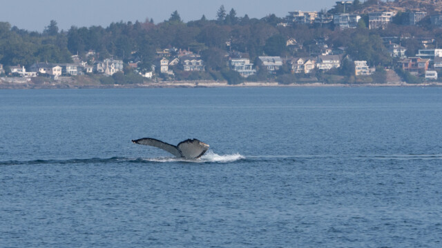 verschieden gemusterte Fluken