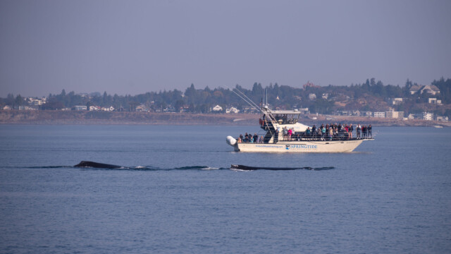 zwei Buckelwale neben einem weiteren Ausflugsboot