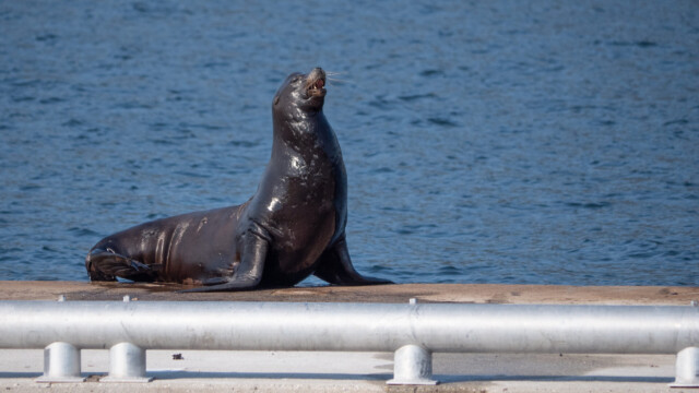 ich bin doch der Grösste