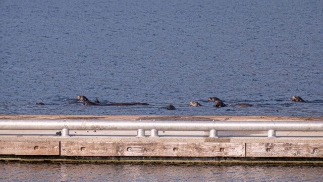 nein, es sind Seelöwen