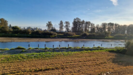 Fischer in Reih und Glied