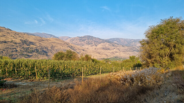 Apfelplantage, im Hintergrund etwas Rauch eines Waldbrandes