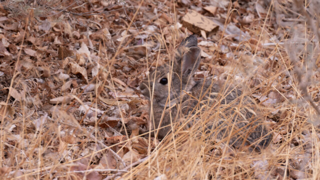 und mittendrin versteckt sich ein kleiner Hase...