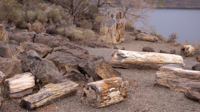 hier liegen überall versteinerte Teile von Baumstämmen herum