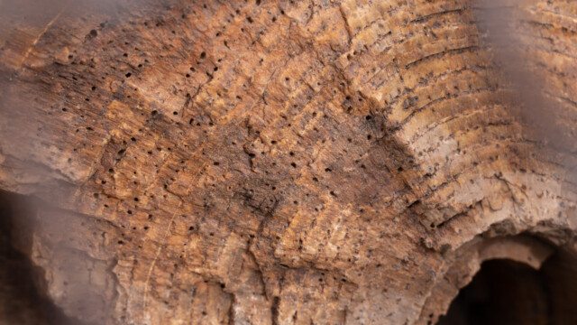 ob dies Wurmlöcher sind?