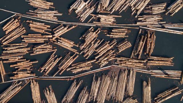 Holzstämme im Wasser, Drohnenansicht