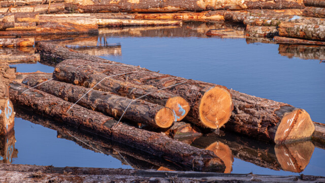zusammengebundene Holzstämme