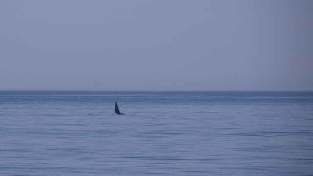 Orca (Killerwal) im Anzug