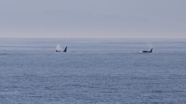 zwei Tiere, Männchen und Weibchen gemäss unserem Biologen an Bord