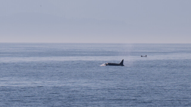 Junges mit kleiner Rückenflosse