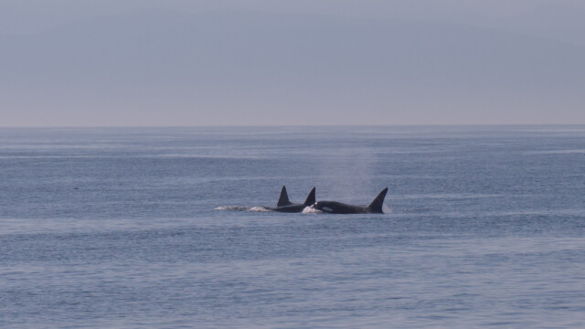 hier alle drei Tiere zusammen; eine Familie?