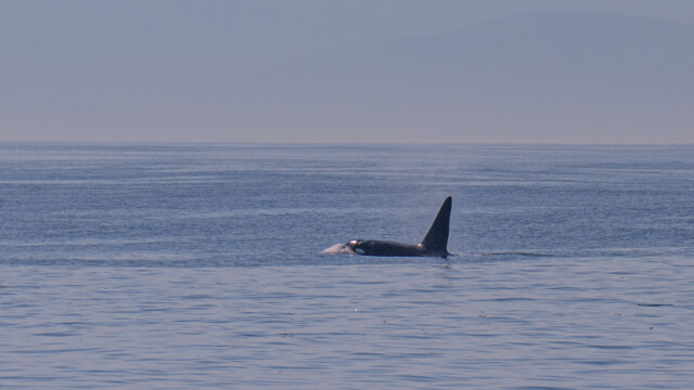 Männchen mit grosser Rückenflosse