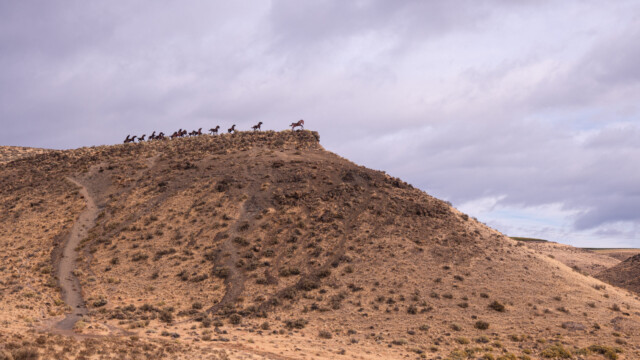 eine Gruppe Pferde kurz vor dem Abgrund