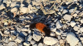 sehr schöne und grosse Raupe...