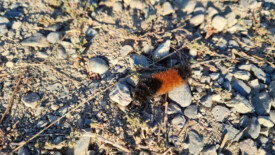 ... aus der Unterfamilie der Bärenspinner