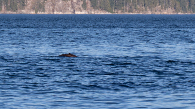 ein Hai oder Delphin?