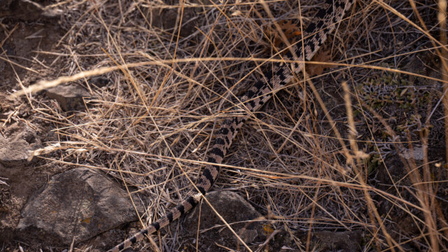 zuerst sehen wir nur den Schwanz der Schlange