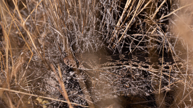 dann den Kopf durch einen Grashalm hindurch