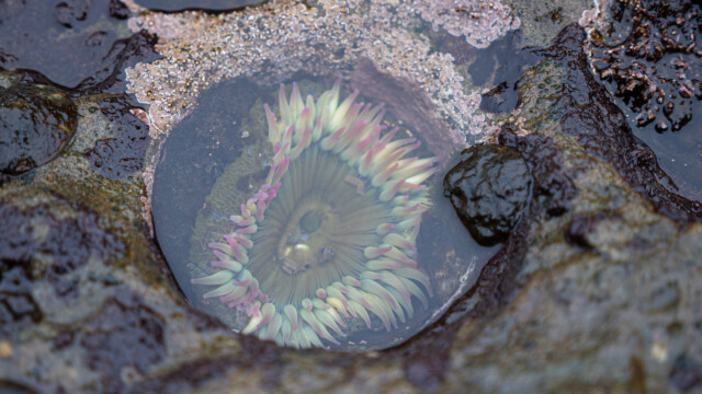 einzelne Seeanemone in kleinem Wasserloch
