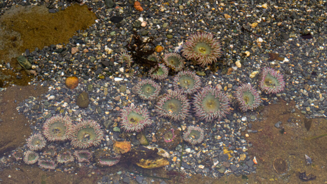 Gruppe von Seeanemonen in grösserem Wassertümpel