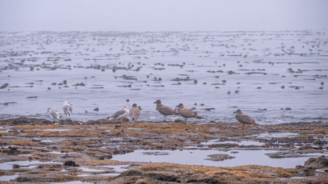 Schwätzchen unter Möwen