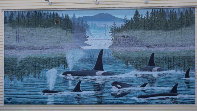 Orcas, werden wir sie in natura sehen?