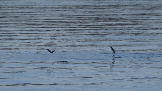 zwei auf einen Streich