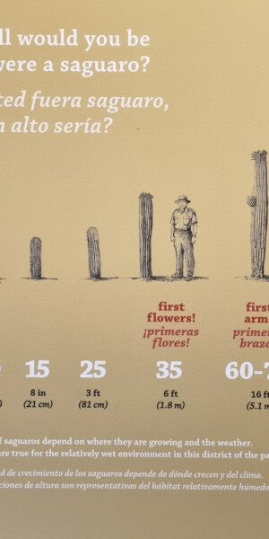 Alters- und Grössentabelle von Saguaro-Kakteen