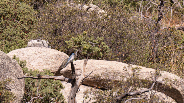 mexikanischer Blauhäher, leider etwas weit weg;