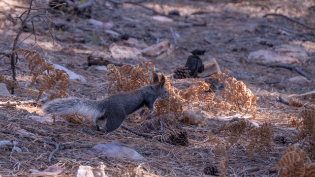 auch die Eichhörnchen waren aktiv