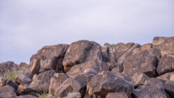 schöne Petroglyphen auf einem Steinhaufen