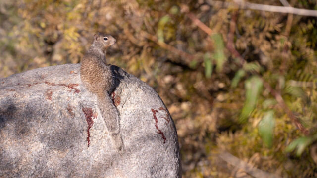 auf diesem Fels gab es wohl vor kurzem einen heftigen Kampf