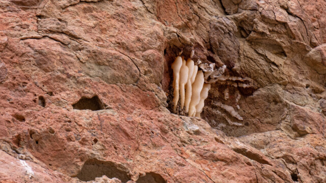 beim näheren Hinschauen entdecken wir Wespen-Nester im Felsen